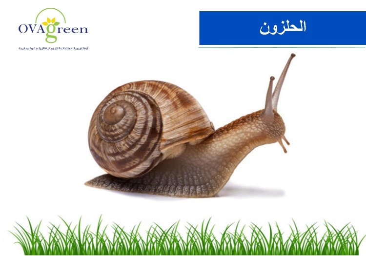 Snail