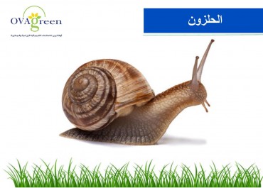 Snail
